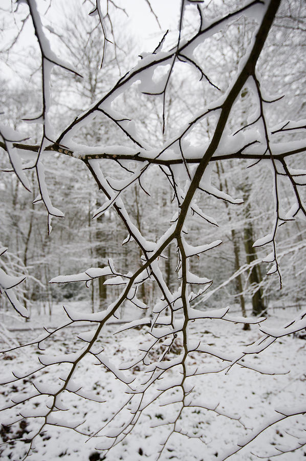 Snow-laden branches Photograph by Gary Eason