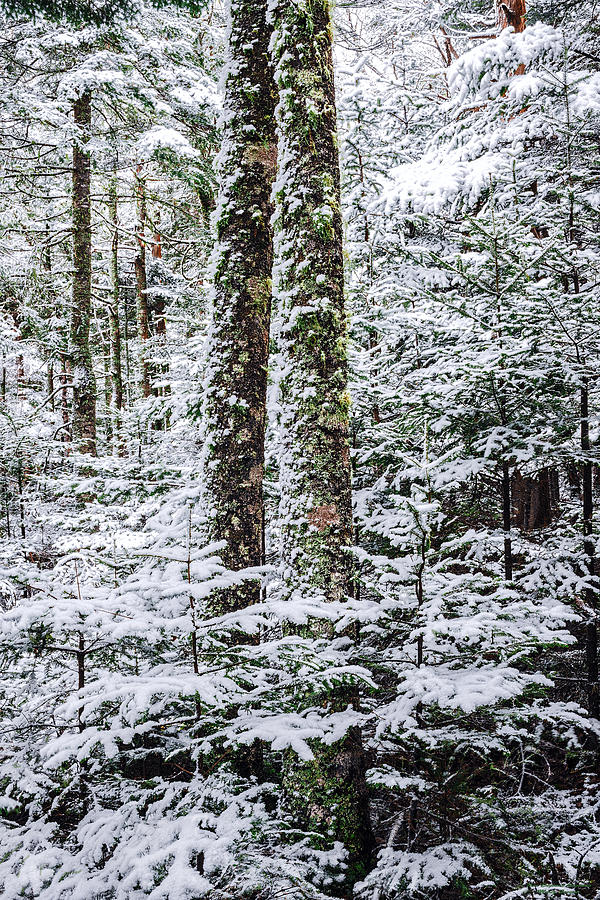 Snow Laden Forest Photograph by Marty Saccone