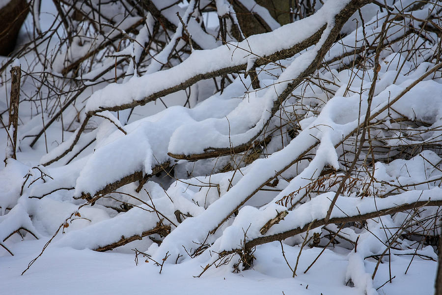 Snow laden Photograph by Jane Luxton