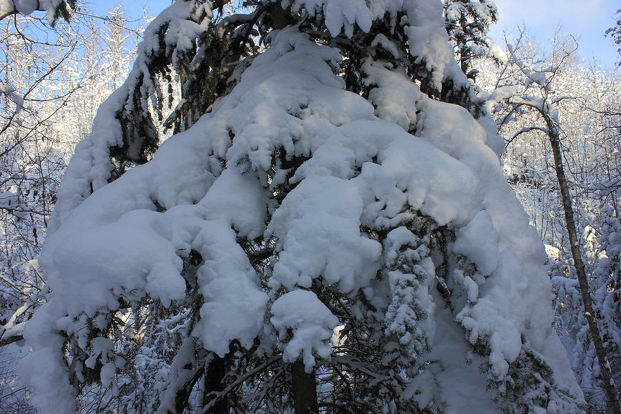 Snow-laden tree Photograph by Jim Sauchyn