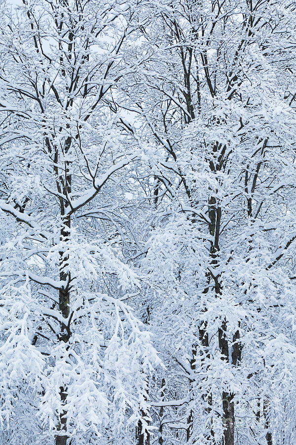 Snow Laden Trees Photograph by Alan L Graham