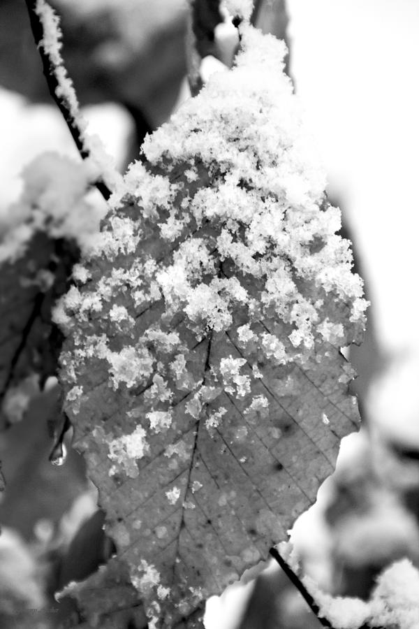 Snow Leaf Black and White Photograph by Jemmy Archer