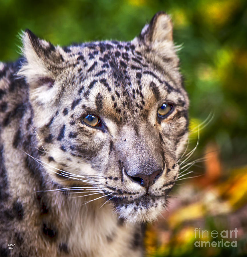 Colorful Snow Leopard  Photograph by David Millenheft