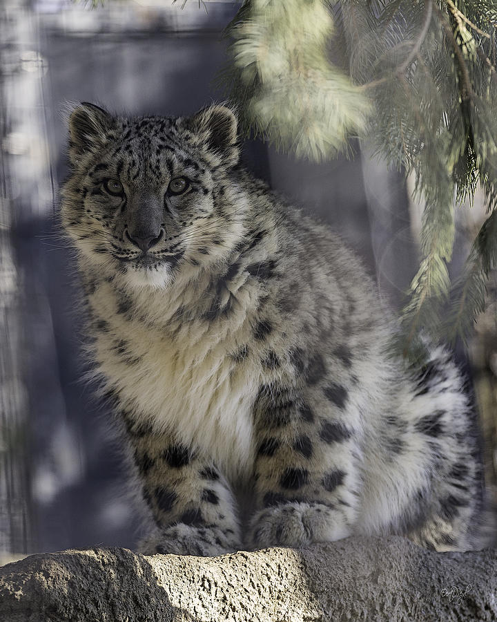 Snow Leopard 1 Photograph by Everet Regal