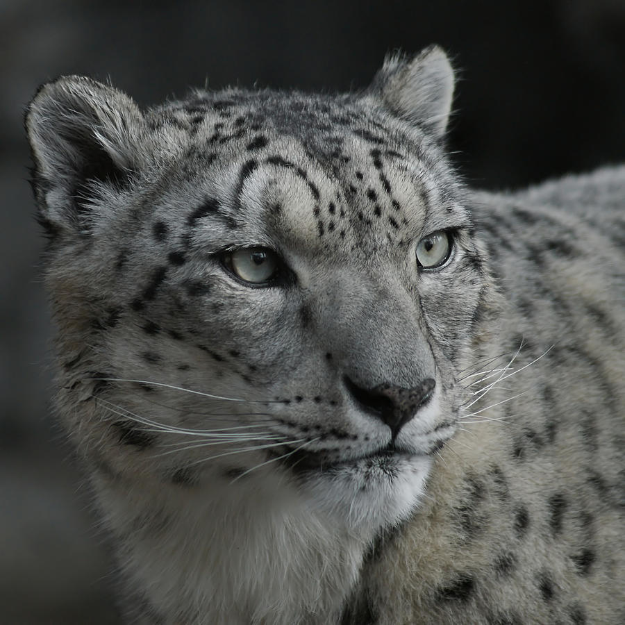 Animal Photograph - Snow Leopard 15 by Ernest Echols