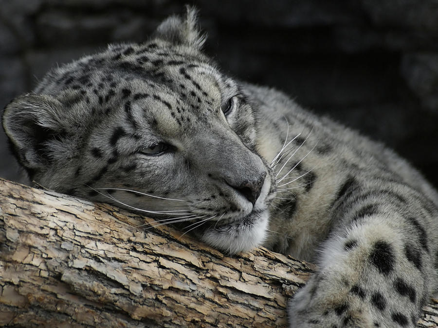 Snow Leopard 16 Photograph by Ernest Echols