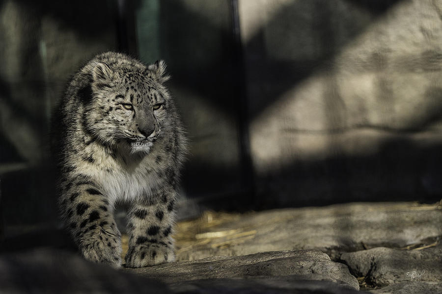 Snow Leopard 2 Photograph by Everet Regal