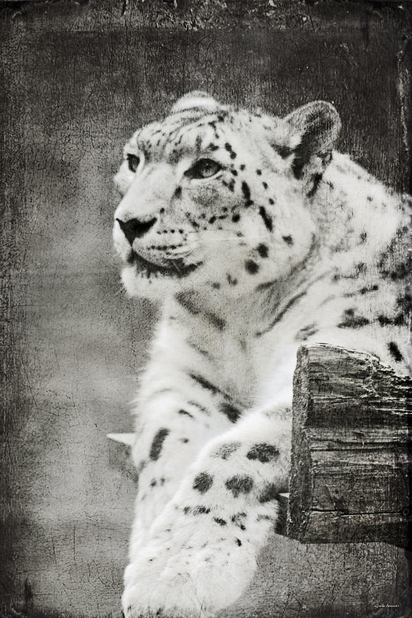 Snow Leopard 2 Photograph by Linda Sannuti