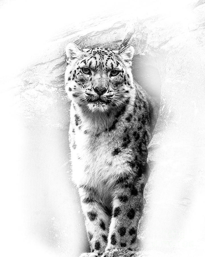Snow Leopard 2 Photograph by Linsey Williams