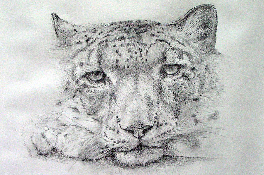 Snow Leopard Drawing by Alan Pickersgill