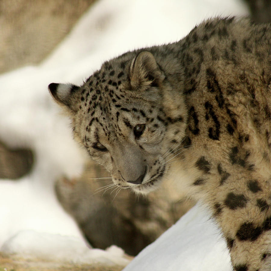 Snow Leopard Photograph by Art Block Collections