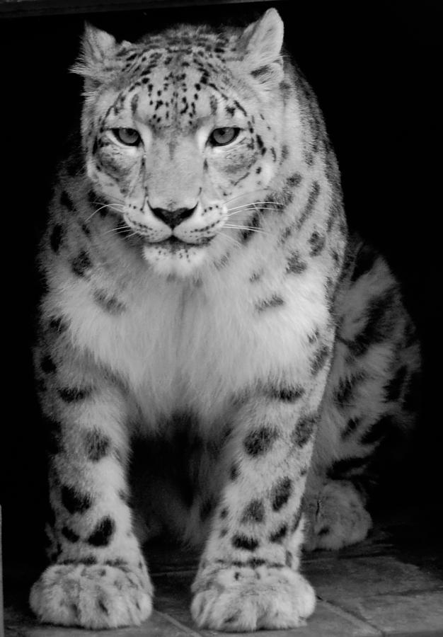 Snow Leopard Black and White Photograph by Terry DeLuco