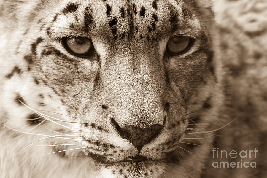 Snow Leopard Photograph by Chris Scroggins