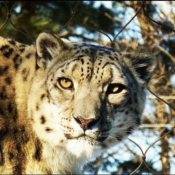 Minneapolis Photograph - Snow Leopard #comozoo #mn #minnesota by Jeff Seim