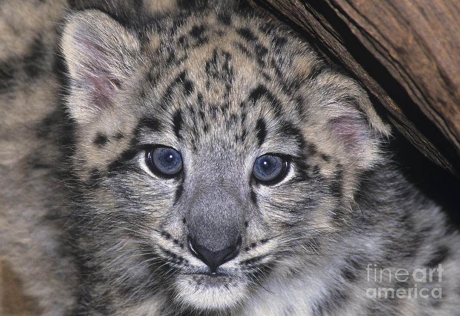 Snow Leopard Cub ENDANGERED Photograph by Dave Welling