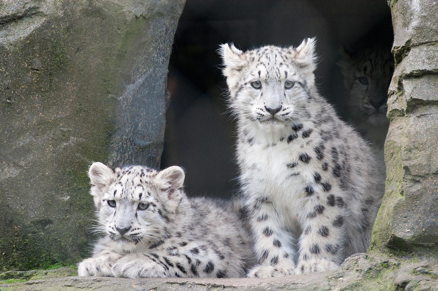 Snow Leopard Cubs Photograph by Chris Boulton
