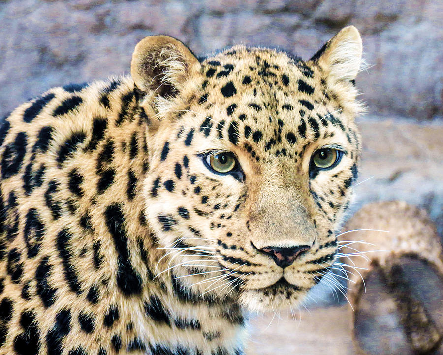 Snow Leopard Photograph by Dawn Key