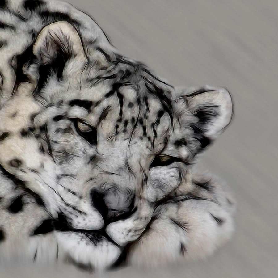 Animal Digital Art - Snow Leopard Digital Art by Ernest Echols