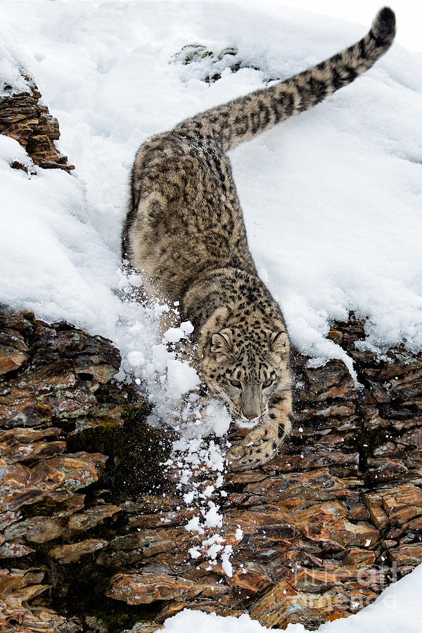 Snow Leopard Downhill Racing Photograph by Melody Watson