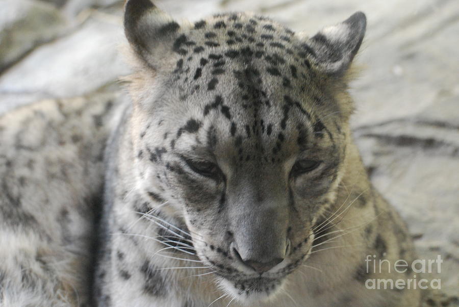 Snow Leopard Photograph by DejaVu Designs