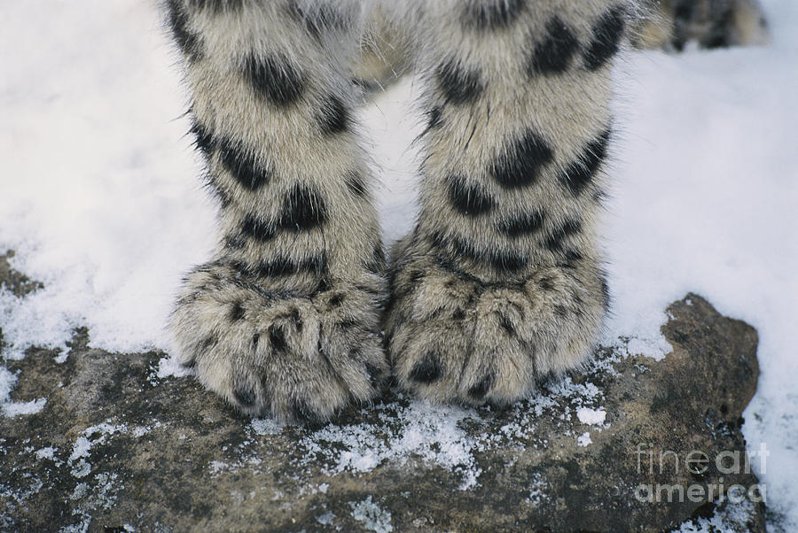 Snow Leopard Feet Photograph by Thomas and Pat Leeson