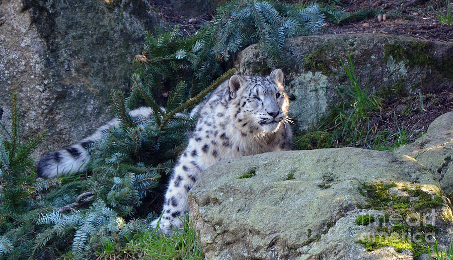 Snow Leopard Photograph by Frank Larkin