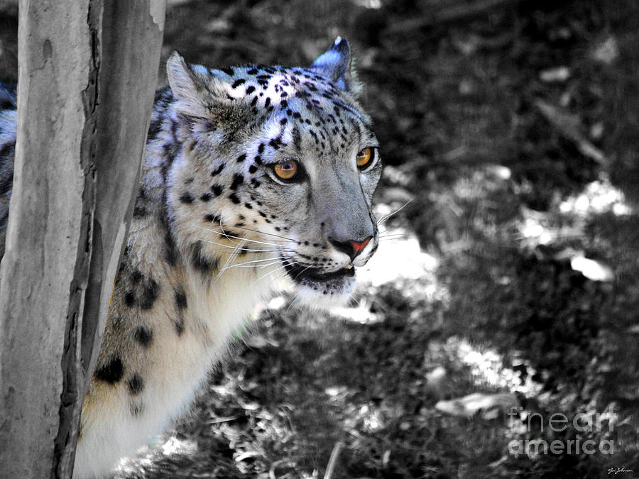 Wildlife Photograph - Snow Leopard I by Jai Johnson