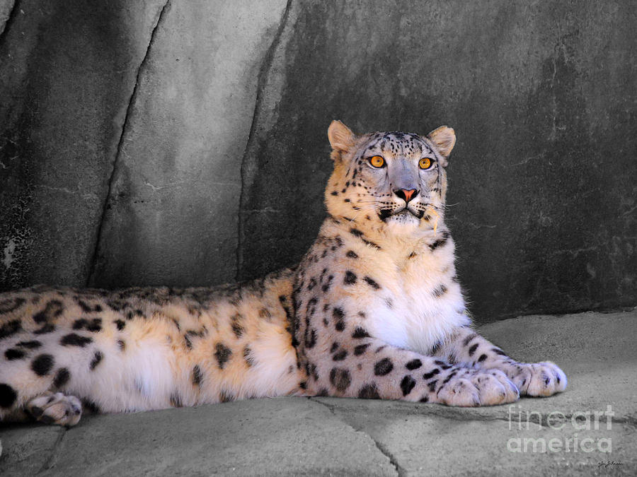 Snow Leopard II Photograph by Jai Johnson