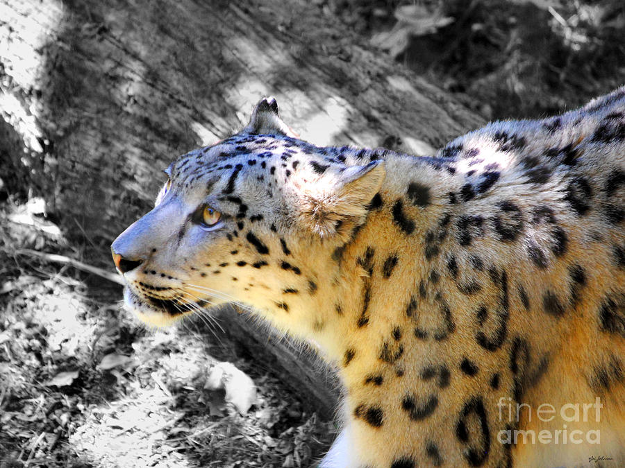 Snow Leopard III Photograph by Jai Johnson