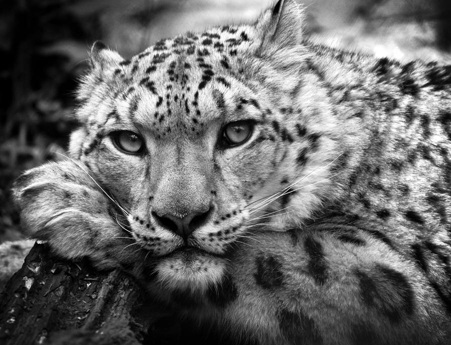 Leopard Photograph - Snow Leopard in black and white by Chris Boulton