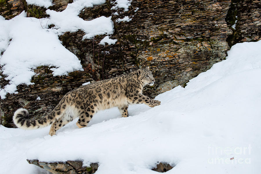 Snow Leopard in Snow Photograph by Melody Watson