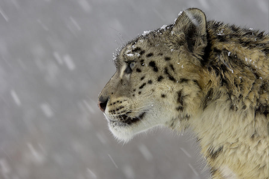 Snow Leopard In Snowfall Photograph by Malcolm Schuyl