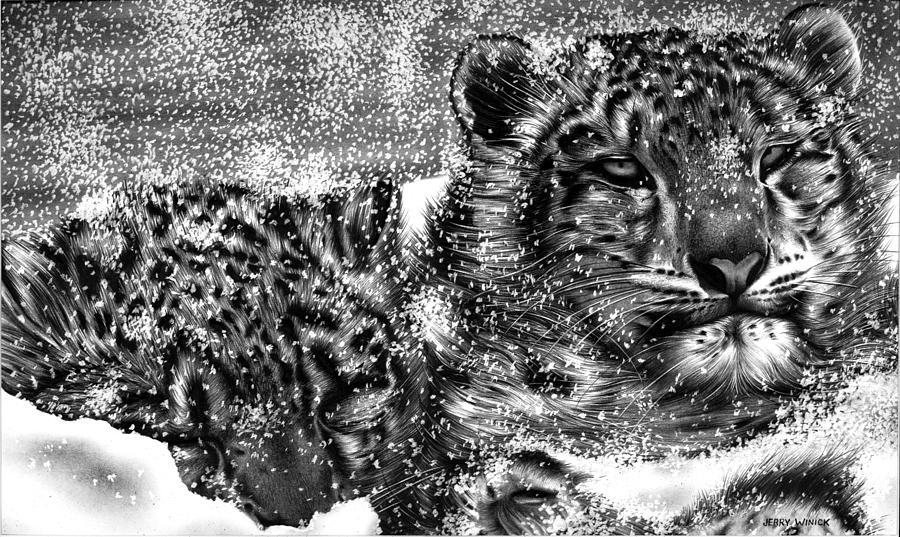 Snow Leopard Drawing by Jerry Winick