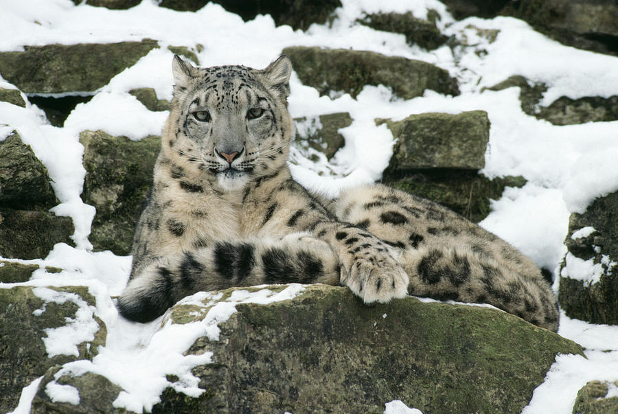Snow Leopard Photograph by John Daniels