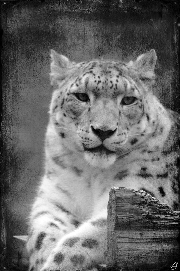 Snow Leopard Photograph by Linda Sannuti