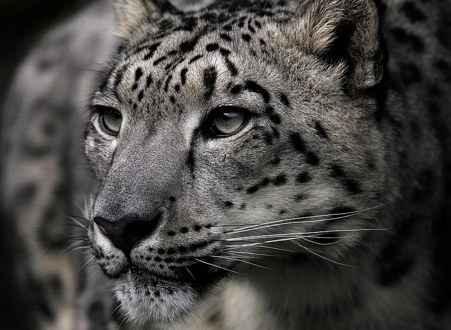 Snow Leopard Photograph by Linda Wright