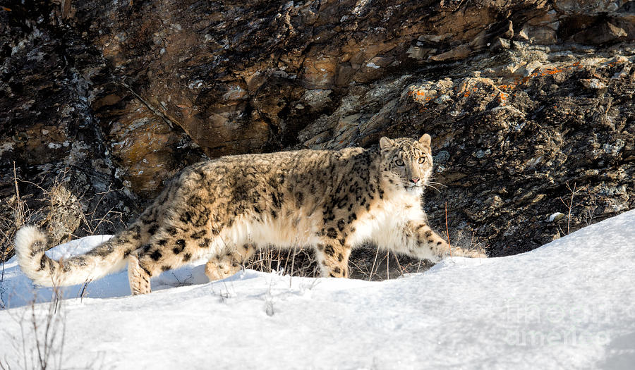 Snow Leopard Photograph by Melody Watson