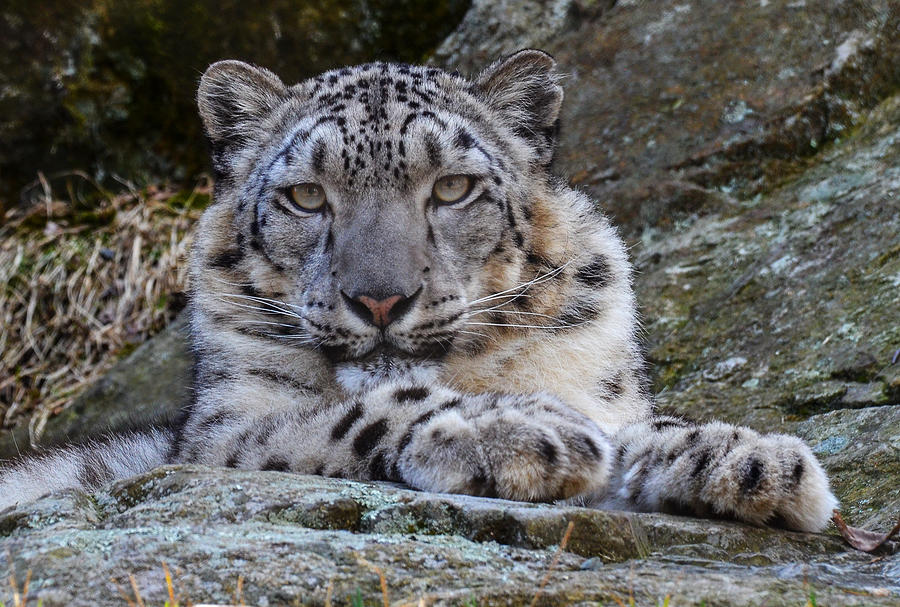 Snow Leopard Photograph by Michael Hubley