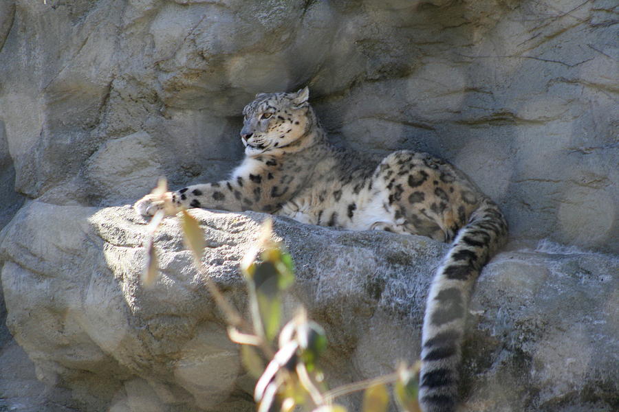 Snow Leopard    No.2 Photograph by Neal Eslinger