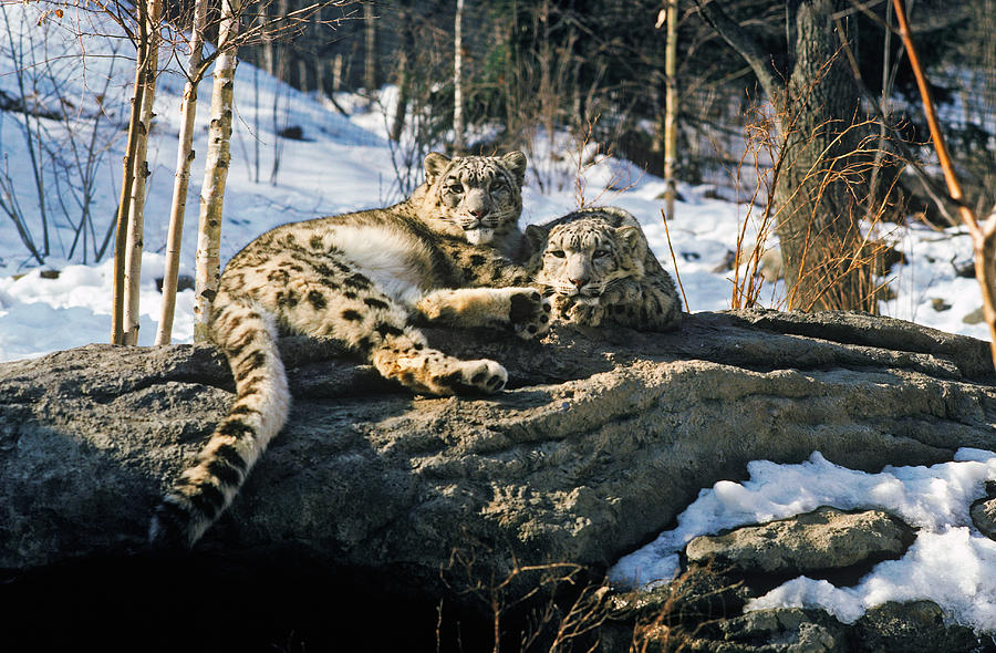 Snow Leopard Pair Photograph by John W. Bova