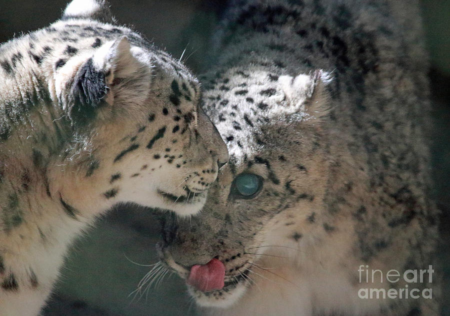 Snow Leopard Pair Photograph by Mary Haber