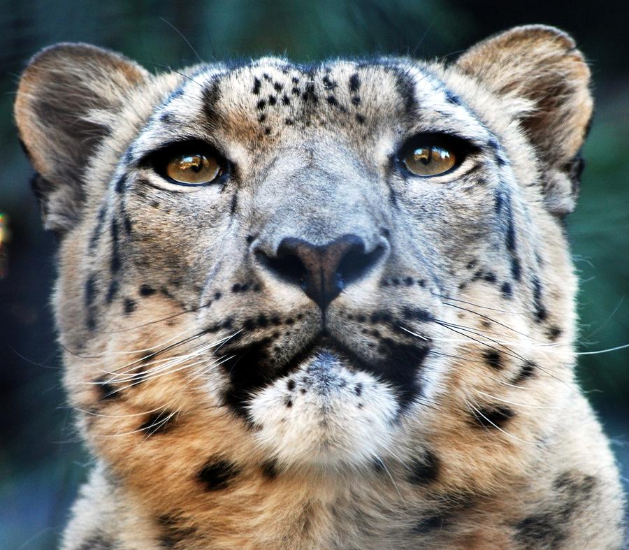 San Diego Zoo Photograph - Snow Leopard by Pamela Schreckengost