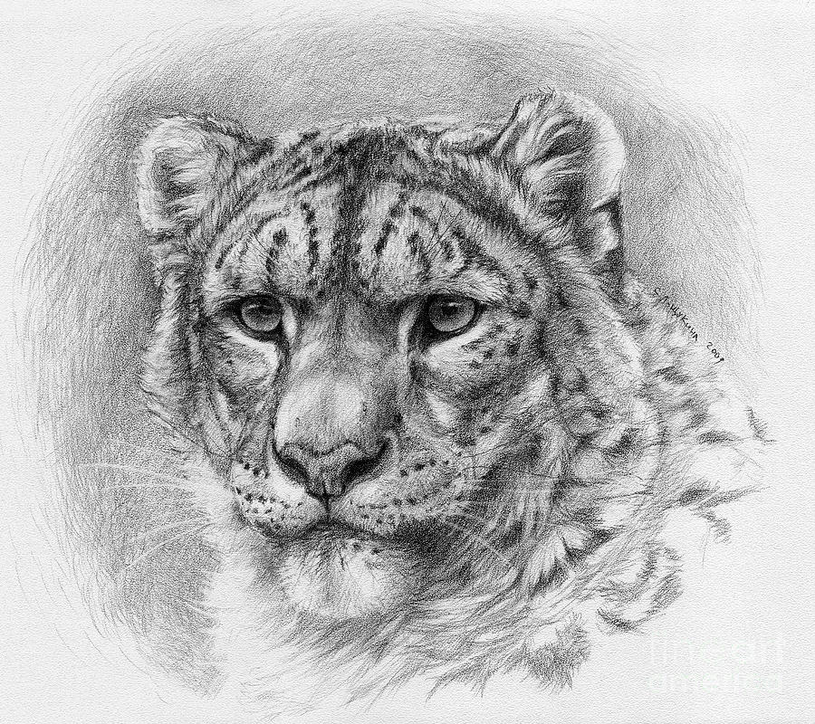 Snow Leopard - Panthera uncia Drawing by Svetlana Ledneva-Schukina ...