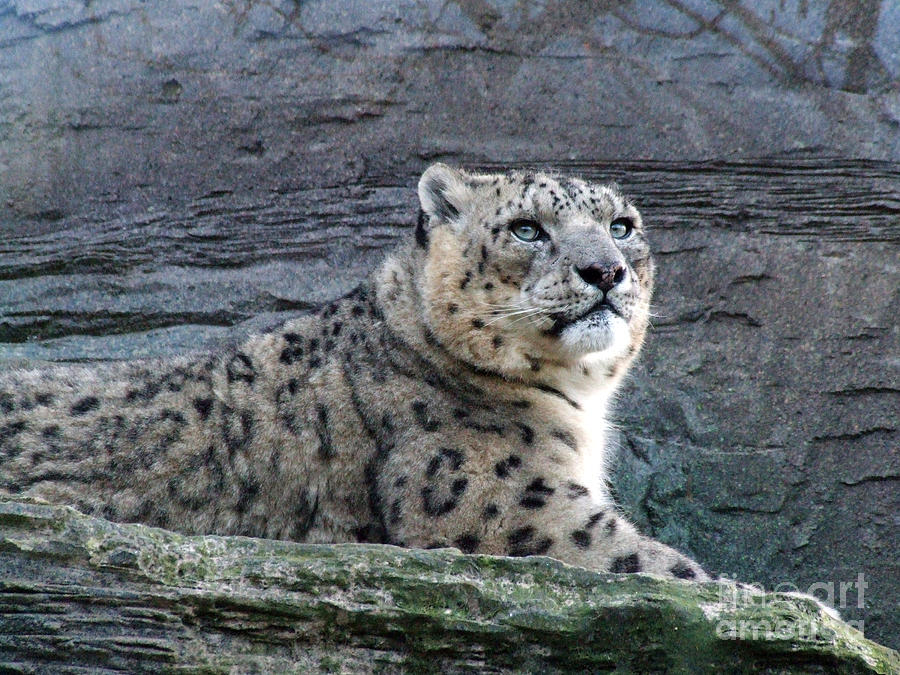 Snow Leopard Photograph by Phil Banks