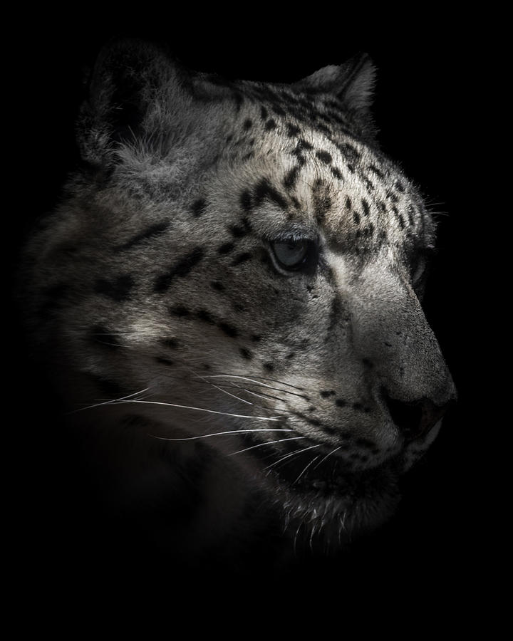 Snow Leopard Portrait Photograph