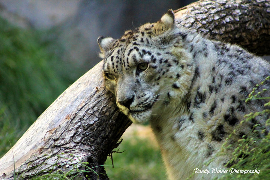 Snow Leopard Photograph by Randy Wehner