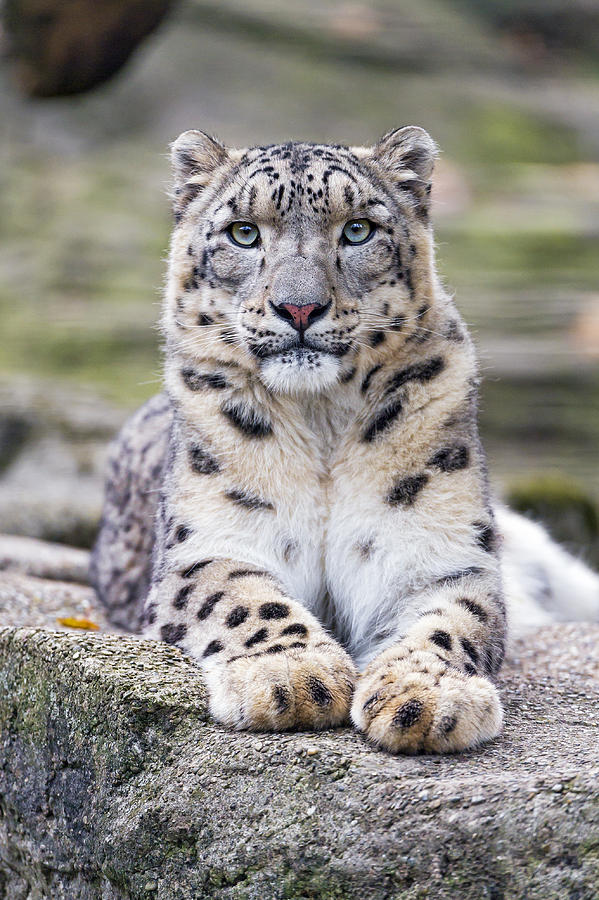 Snow leopard resting on a rock Photograph by Picture by Tambako the Jaguar