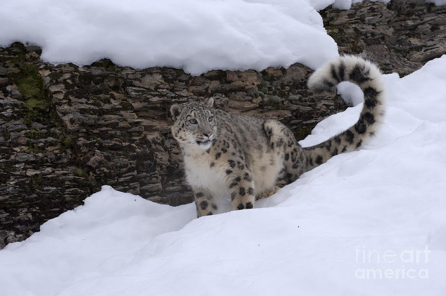 Wildlife Photograph - Snow Leopard by Sandra Bronstein