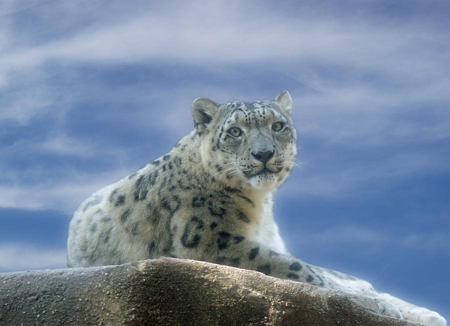 Snow Leopard Photograph by Sandy Keeton