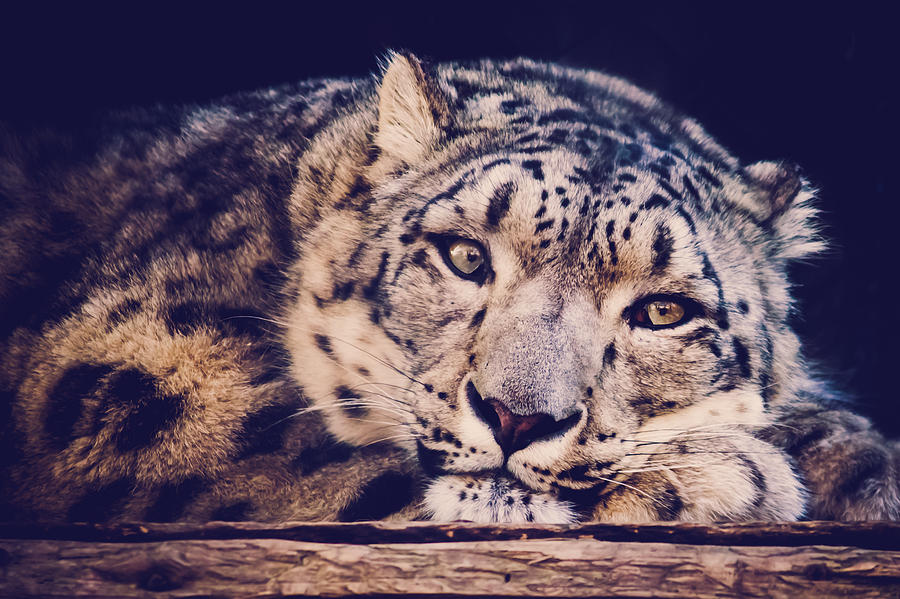 Snow Leopard Photograph by Sara Frank